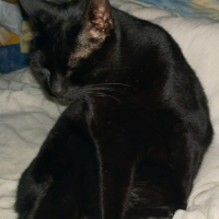Photo #268320 de Harley 