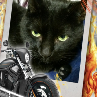 Photo #268321 de Harley 