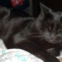 Photo #268322 de Harley 