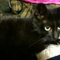 Photo #268323 de Harley 
