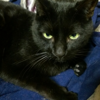 Photo #268324 de Harley 