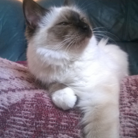 Photo de l'animal n°38992