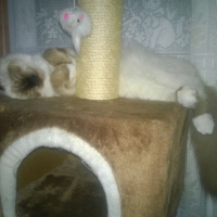 Photo de l'animal n°38992