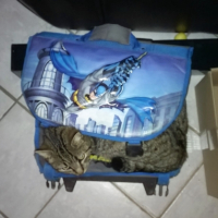 Photo #268348 de POPI