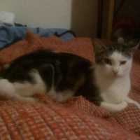 Photo #268371 de Cocotte