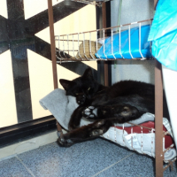 Photo de l'animal n°39220