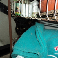 Photo de l'animal n°39220