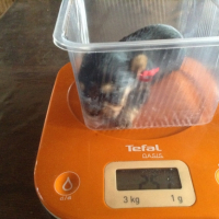 Photo #268440 de Poupette