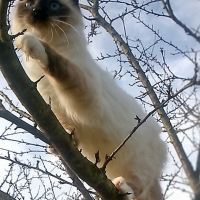 Photo de l'animal n°38992