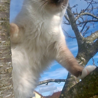 Photo de l'animal n°38992