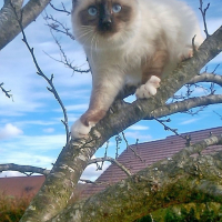 Photo de l'animal n°38992