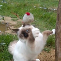 Photo de l'animal n°38992