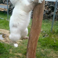 Photo de l'animal n°38992