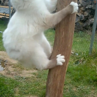 Photo de l'animal n°38992