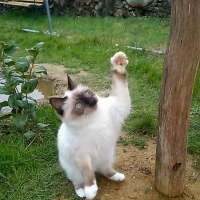 Photo de l'animal n°38992