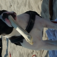 Photo #268472 de Max