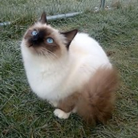 Photo de l'animal n°38992