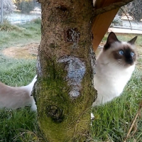 Photo de l'animal n°38992