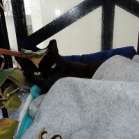 Photo de l'animal n°39220