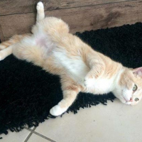 Photo #268528 de Kittya