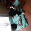 Photo de l'animal n°39264