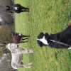 Photo de l'animal n°39264