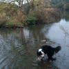 Photo de l'animal n°39264