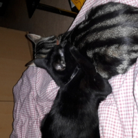 Photo de l'animal n°39265