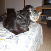 Photo de l'animal n°39265