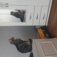 Photo de l'animal n°39265