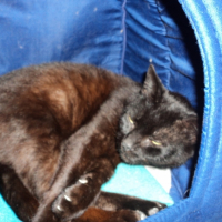 Photo de l'animal n°39220