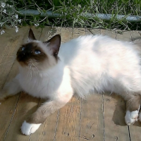 Photo de l'animal n°38992