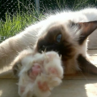Photo de l'animal n°38992