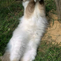 Photo de l'animal n°38992