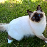 Photo de l'animal n°38992