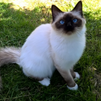 Photo de l'animal n°38992