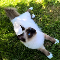 Photo de l'animal n°38992
