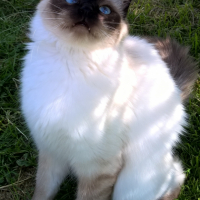 Photo de l'animal n°38992