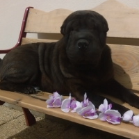 Photo #268799 de Flora