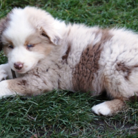 Photo #268806 de Milka