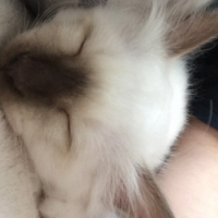 Photo #268814 de Mowgli