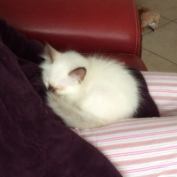 Photo #268815 de Mowgli