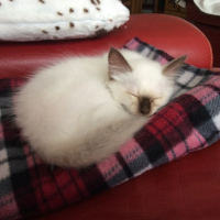 Photo #268816 de Mowgli