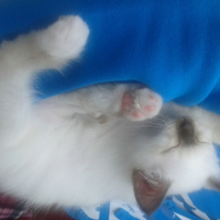 Photo #268817 de Mowgli