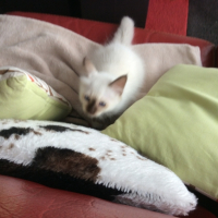 Photo #268818 de Mowgli