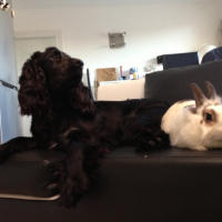 Photo #268822 de Bacon