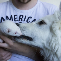 Photo #268855 de Loki