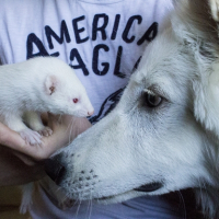 Photo #268856 de Loki