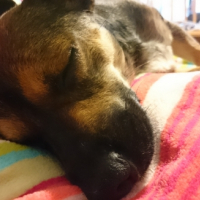 Photo #268878 de Woody