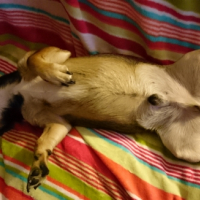 Photo #268879 de Woody